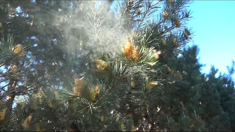 Żółty pył na samochodzie - jak pozbyć się trudnych zabrudzeń z lakieru?