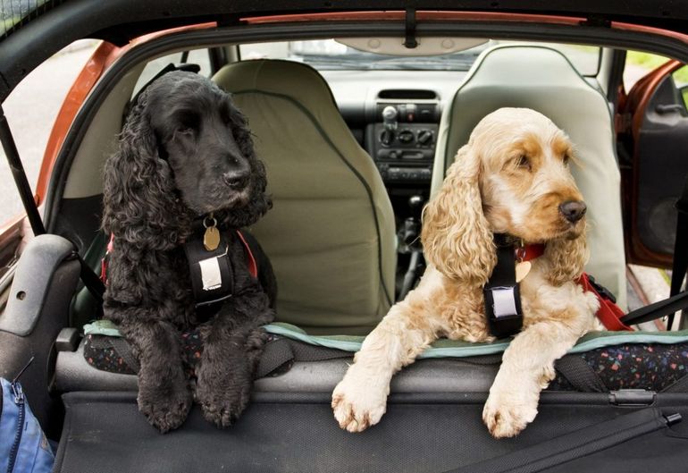 Jak bezpiecznie przewieźć psa lub kota w samochodzie?
