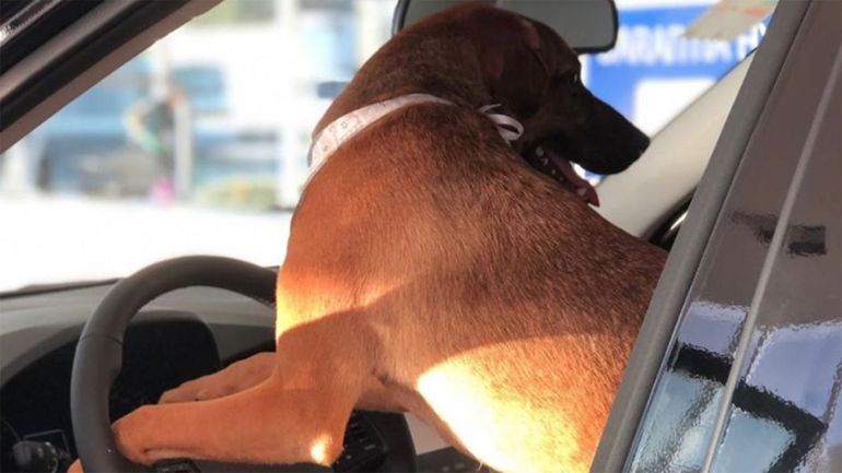 Poznajcie Tucsona, bezpańskiego psa, który został konsultantem samochodowym Prime Hyundai