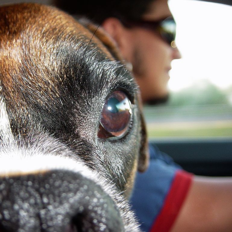 przewożenie psa w samochodzie - przepisy