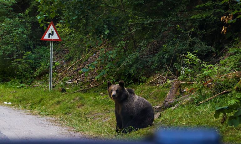 Urșii în România - Vor fi uciși de turiști?  Fermoar.ro pe Unsplash gratuit