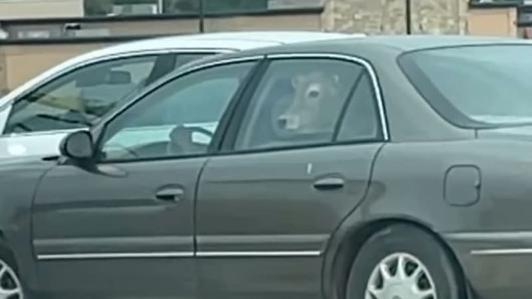 Krowa w samochodzie jedzie do McDrive