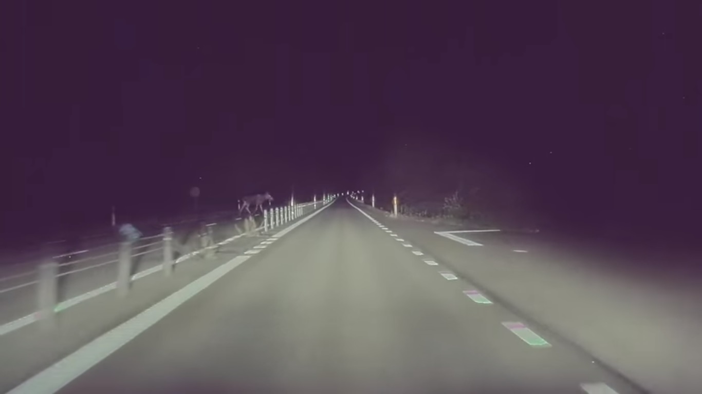 Tesla wyÅÄczyÅa ÅwiatÅa, kiedy na drodze... pojawiÅ siÄ ÅoÅ, screen z serwisu YouTube / Vi BilÃ¤gare