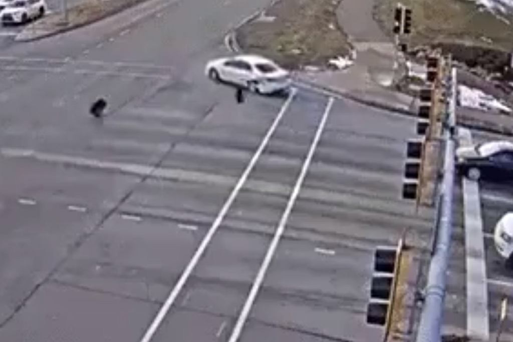 KoÅa atakujÄ ToyotÄ fot. screen z filmu opublikowanego w serwisie Reddit